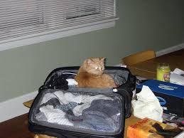 The cat (felis catus) is a domestic species of small carnivorous mammal. This Could Lead To The Next Big Breakthrough In Common Sense Ai Mit Technology Review