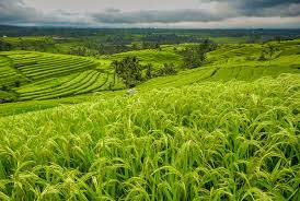 Gambar pemandangan di sawah dan petani. Gambar Pemandangan Sawah Terindah Di Dunia