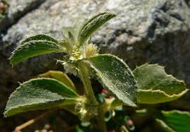 Image result for Caperonia serrata