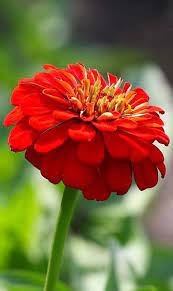 If you have one of your own you'd like to share, send it to us and we'll be happy to include it on our website. Beautiful Red Flower Beautiful Flowers Wallpapers Download Flower Hd Computer Wallpap Beautiful Flowers Wallpapers Beautiful Flowers Hd Wallpapers Hd Flowers