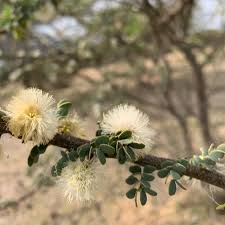 Image result for Acacia mellifera
