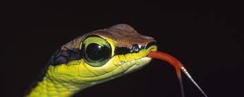 Download Wallpaper 2560x1024 Snake Tongue Leaves Grass Young Dual Monitor Resolution Hd Background Snake Wallpaper Cute Snake Reptiles