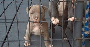 Check spelling or type a new query. Pit Bull Rescue Shelters And Adoption Resources