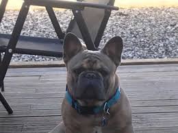 Blue, blue fawn, blue brindle. French Bulldog Stud Only Blue Fawn Carrying Chocolate Tan In Salford On Freeads Classifieds French Bulldogs Classifieds