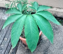 Image result for Sauromatum venosum