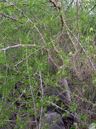 Image result for Commiphora tenuipetiolata