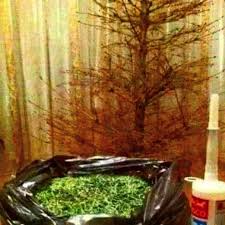 Picked Up Our Christmas Tree At Ikea Today Christmas Christmastree Ikea Ikeashelves Tree Christmaslights Wo Christmas Memes Ikea Memes Christmas Lights