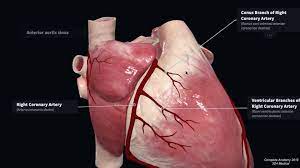 If a ramus intermedius artery is present, the diagonal arteries are. Coronary Artery Anatomy Blood Supply To The Heart Geeky Medics