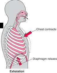 A healthy posture will allow you to engage your diaphragm correctly so you can control your airflow and moderate your pressure in an even, controlled and powerful way. Better Breathing For Singing To The Diaphragm And Beyond Ramsey Voice Studio