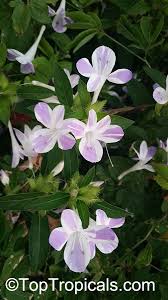 Image result for Barleria lancifolia
