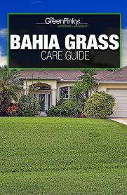 Paspalum notatum, known commonly as bahiagrass, common bahia, and pensacola bahia, is a tropical to subtropical perennial grass (family poaceae). Have Bahia Grass Everything You Need To Know About It
