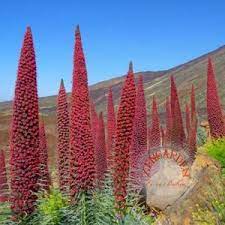 İlkbahar sonundan sonbahar başına kadar, yani yaz boyunca çiçekli kalır. Kirmizi Mucevher Kulesi Tohumu 12 90 Tl