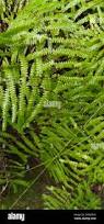 Image result for Gleichenia polypodioides