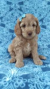 Home raised cockapoo pups from fantastic breeders. Pin On Dogs