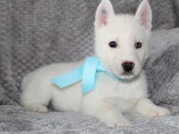 Find the perfect siberian husky puppy for sale in massachusetts, ma at puppyfind.com. Siberian Husky Puppies For Sale New Bedford Ma 286334