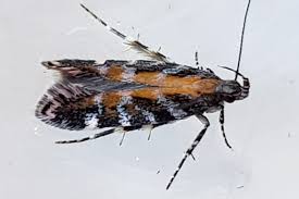 Image result for Ericinella