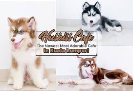 First husky café in kl. Huskiss Cafe The Newest Most Adorable Cafe In Kuala Lumpur Klnow