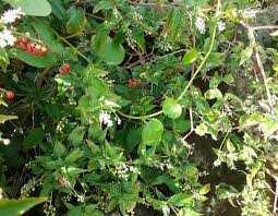 Image result for Rivina humilis