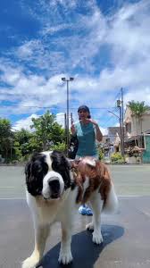 Harga Saint Bernard Dog: Biaya Hidup Mahal 🤑