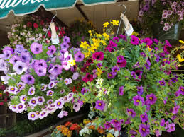 Check spelling or type a new query. Outdoor Hanging Basket Assorted Hanging Annual Basket In Westerville Oh Talbott S Flowers