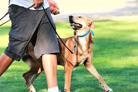 Maybe you would like to learn more about one of these? California Dog Training Board And Train And Private Dog Training Experts