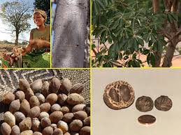 Image result for Schinziophyton rautanenii