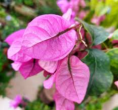 Image result for Nyctaginaceae