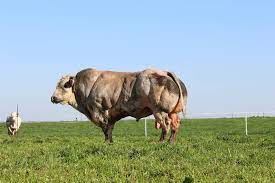 Belgian Blue Van Het Lindeveld Groups Facebook