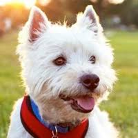 Not being able to see the puppies mother is a sign the puppies have not been bred by the advertiser and possibly imported. Westie Rescue Adoptions