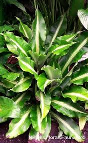 Image result for Palisota