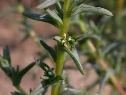 Image result for Salsola