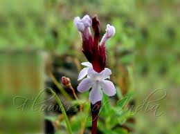 Image result for Striga gesnerioides