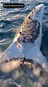 Rescue Team Saves Massive White Whale Covered in Millions of Barnacles! In  an awe-inspiring mission, a dedicated rescue team comes to the aid of a  giant white whale suffering from millions of ...