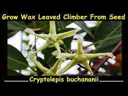 Image result for Cryptolepis apiculata