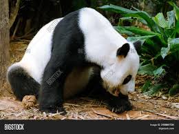 Aug 15, 2021 · after years of trying, river safari's beloved giant pandas kai kai and jia jia finally have a child of their own. Singapore 2 Aug 19 Image Photo Free Trial Bigstock