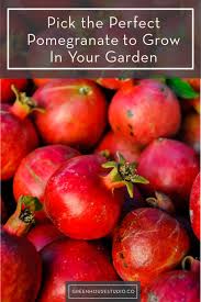 They tolerate heat and drought well and thrive in climates where the temperature is above 85°f for at least 120 days a year. Best Pomegranate Varieties To Grow In Your Garden Pots Plus How To Prune Water And Fertilize Greenhouse Studio