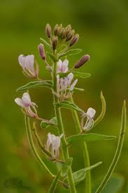 Image result for Cleome monophylla