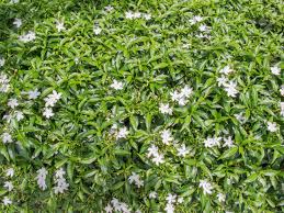 We did not find results for: Small White Flower Plants Under Strong Sunlight Stock Photo Picture And Royalty Free Image Image 33066844