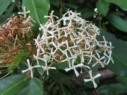 Image result for Ixora burundiensis