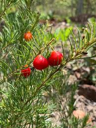 Image result for Eugenia aschersoniana