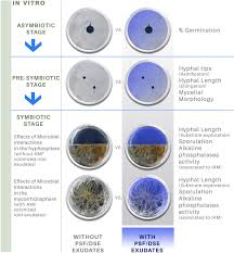 Image result for Vincetoxicum apiculatum