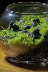 Live Moss Terrarium Moss Terrarium Terrarium Plant Decor
