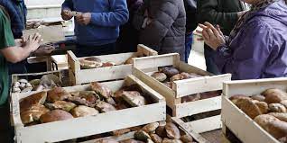 A l'automne, un questionnaire citoyen avait été distribué dans tous les foyers de monpazier afin de collecter les recommandations citoyennes pour décider des actions et projets à mener sur la commune. La Belle Saison Des Cepes Plus De 8 Tonnes Vendues En Dordogne