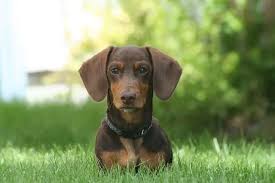 Dachshunds are a part of the hound group that are famous for their long, low stature with a friendly, curious personality. How Much Do Dachshunds Cost A Buyer S Guide For Doxies