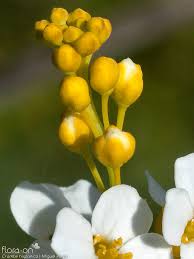 Image result for Crambe hispanica