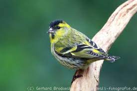 Chaffinch vogel sitzt auf einem schneebedeckten baum. Finken Finkenarten Beobachtungen Bilder Alle Steckbriefe Referate