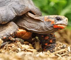 How To Care For Your Red Footed Tortoise Allan S Pet Center