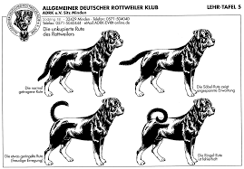 Susanna is the latest rescue of ggarr in 2018. Anatomical Charts