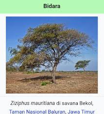 Khasiat buah bidara juga sangat baik untuk membantu meningkatkan kesehatan pencernaan dalam tubuh. Pohon Bidara Dalam Al Quran