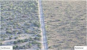 Image result for Urochloa nigropedata